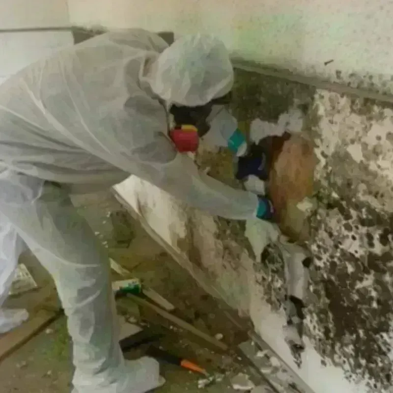 Mold Remediation and Removal in Fallbrook, CA